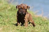 STAFFIE 058